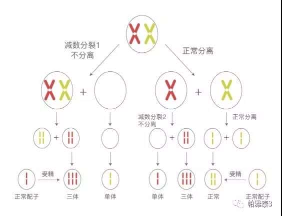 染色体分裂的图解