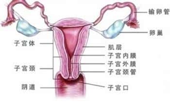 哪些因素会影响试管婴儿的成功率?