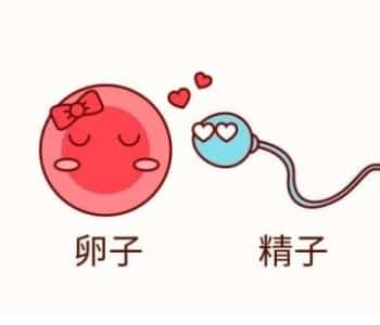 为什么泰国试管婴儿的价格会比国内高?