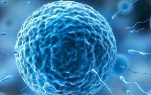 试管婴儿技术探索