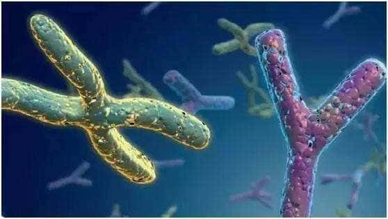 第三代试管婴儿