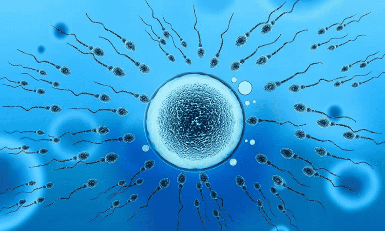 如何提高试管婴儿成功率呢?
