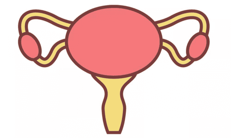 子宫内膜的厚度