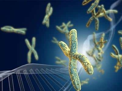 受精卵的染色体源于卵子和精子