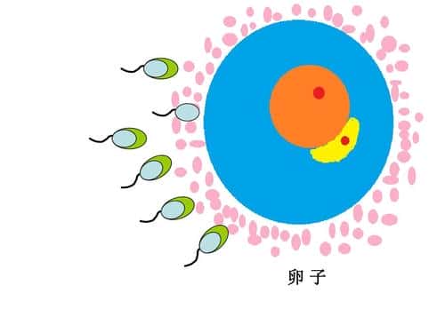 获卵数与女性的哪些有关系呢？