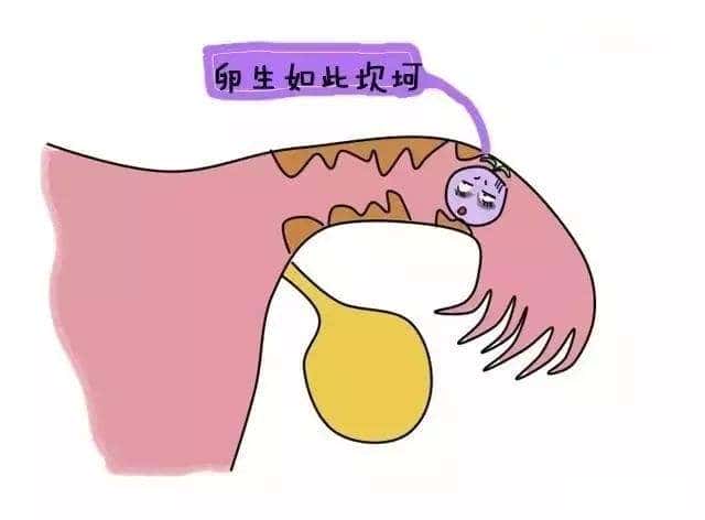 囊胚移植的妊娠率也会显著增加