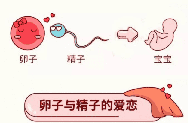 受精过程-泰国试管婴儿